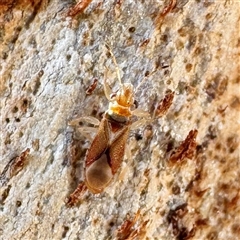 Thaumastocoris sp. (genus) at Campbell, ACT - 11 Jul 2025 by Hejor1