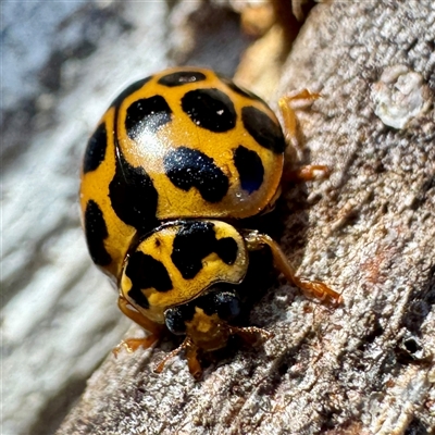 Harmonia conformis (Common Spotted Ladybird) at Campbell, ACT - 11 Jul 2025 by Hejor1