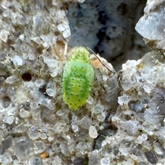 Hemiptera (order) at Russell, ACT - 30 Jun 2025 by Hejor1