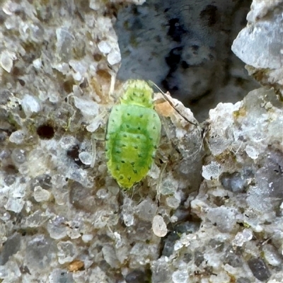 Hemiptera (order) at Russell, ACT - 30 Jun 2025 by Hejor1