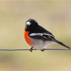 Petroica boodang at Yarralumla, ACT - 11 Jul 2025 12:49 PM