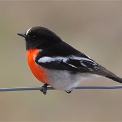 Petroica boodang at Yarralumla, ACT - 11 Jul 2025 12:49 PM