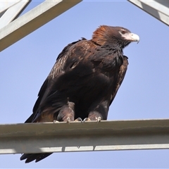 Aquila audax (Wedge-tailed Eagle) at Whitlam, ACT - 11 Jul 2025 by TimL