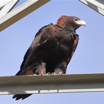Aquila audax (Wedge-tailed Eagle) at Whitlam, ACT - 11 Jul 2025 by TimL