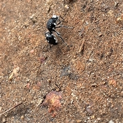 Australotilla sp. (genus) at Brigadoon, WA - Yesterday by G