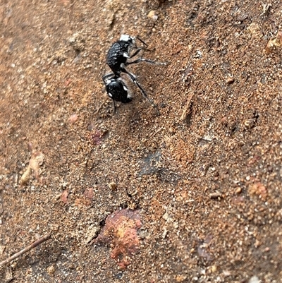 Australotilla sp. (genus) at Brigadoon, WA - Yesterday by G