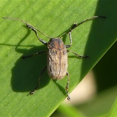 Cadmus sp. (genus) at Braemar, NSW - 16 Jun 2025 by Curiosity