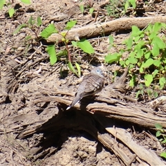 Geopelia placida at North Bourke, NSW - 7 Jul 2025 by MB