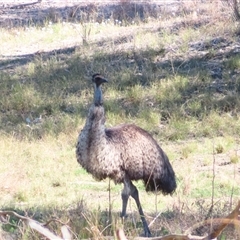 Dromaius novaehollandiae at North Bourke, NSW - 7 Jul 2025 by MB