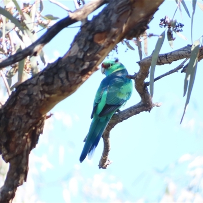 Barnardius zonarius at North Bourke, NSW - 7 Jul 2025 by MB