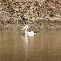 Pelecanus conspicillatus at North Bourke, NSW - 7 Jul 2025 by MB