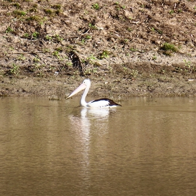 Pelecanus conspicillatus at North Bourke, NSW - 7 Jul 2025 by MB