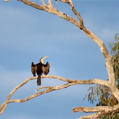 Anhinga novaehollandiae at North Bourke, NSW - 8 Jul 2025 by MB