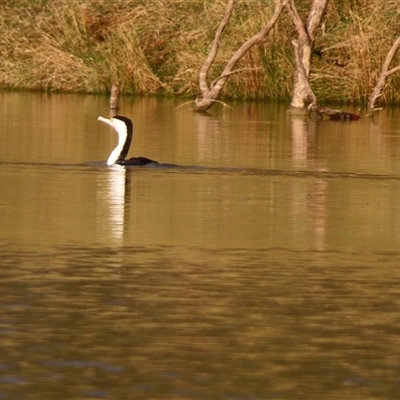 Microcarbo melanoleucos at North Bourke, NSW - 8 Jul 2025 by MB
