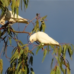Cacatua galerita at North Bourke, NSW - 8 Jul 2025 by MB