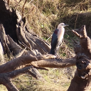 Ardea pacifica at North Bourke, NSW - 8 Jul 2025 by MB