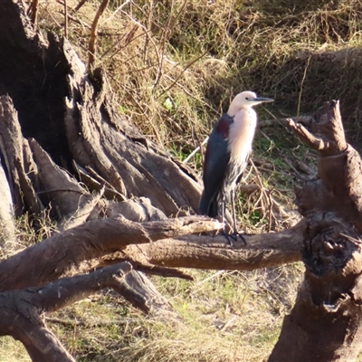 Ardea pacifica at North Bourke, NSW - 8 Jul 2025 by MB