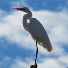 Ardea alba at North Bourke, NSW - 8 Jul 2025 by MB