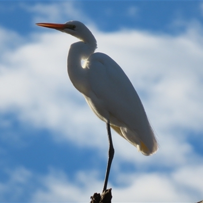 Ardea alba at North Bourke, NSW - 8 Jul 2025 by MB
