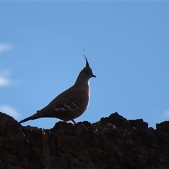 Ocyphaps lophotes at North Bourke, NSW - 8 Jul 2025 by MB