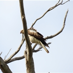 Haliastur sphenurus at North Bourke, NSW - 8 Jul 2025 by MB