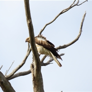 Haliastur sphenurus at North Bourke, NSW - 8 Jul 2025 08:57 AM