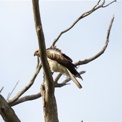 Haliastur sphenurus at North Bourke, NSW - 8 Jul 2025 by MB