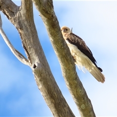 Haliastur sphenurus at North Bourke, NSW - 8 Jul 2025 08:57 AM