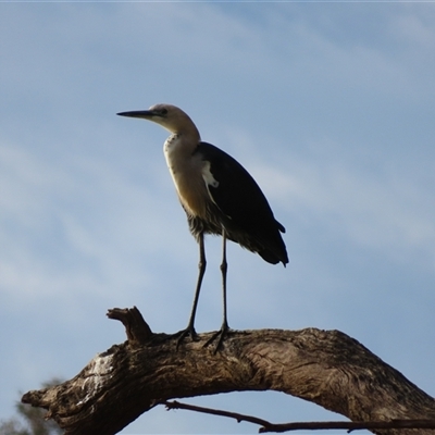 Ardea pacifica at North Bourke, NSW - 8 Jul 2025 by MB