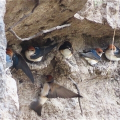 Hirundo neoxena by MB