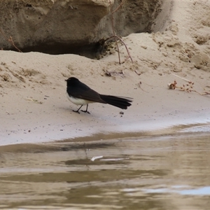 Rhipidura leucophrys (Willie Wagtail) at North Bourke, NSW - 8 Jul 2025 by MB