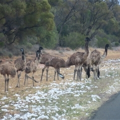 Dromaius novaehollandiae (Emu) at Bourke, NSW - 8 Jul 2025 by MB