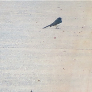 Rhipidura leucophrys (Willie Wagtail) at Louth, NSW - 8 Jul 2025 by MB