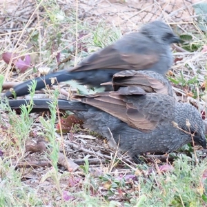 Struthidea cinerea (Apostlebird) at North Bourke, NSW - 8 Jul 2025 by MB