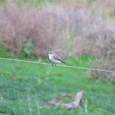 Microeca fascinans at North Bourke, NSW - 8 Jul 2025 by MB