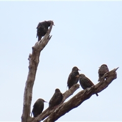 Sturnus vulgaris at North Bourke, NSW - 8 Jul 2025 by MB