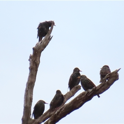 Sturnus vulgaris at North Bourke, NSW - 8 Jul 2025 by MB