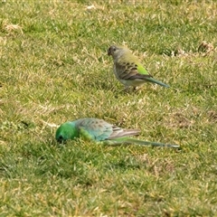 Psephotus haematonotus (Red-rumped Parrot) at Hawker, ACT - Yesterday by AlisonMilton