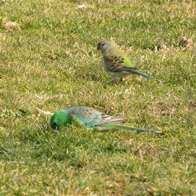 Psephotus haematonotus (Red-rumped Parrot) at Hawker, ACT - Yesterday by AlisonMilton