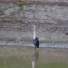 Ardea pacifica at North Bourke, NSW - 8 Jul 2025 by MB