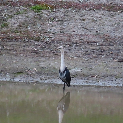 Ardea pacifica at North Bourke, NSW - 8 Jul 2025 by MB