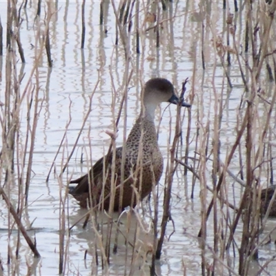 Anas gracilis at North Bourke, NSW - 8 Jul 2025 by MB