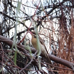 Acanthagenys rufogularis at North Bourke, NSW - 8 Jul 2025 by MB