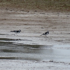 Grallina cyanoleuca at Hillston, NSW - 9 Jul 2025 by MB