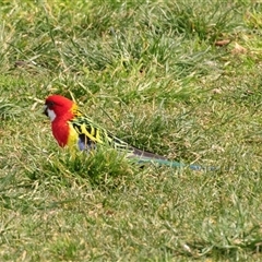 Platycercus eximius (Eastern Rosella) at Hawker, ACT - Yesterday by AlisonMilton