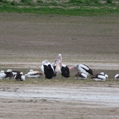 Pelecanus conspicillatus at Hillston, NSW - 9 Jul 2025 by MB