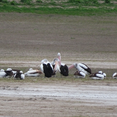Pelecanus conspicillatus at Hillston, NSW - 9 Jul 2025 by MB
