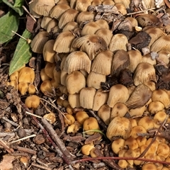 Unverified Cap on a stem; gills below cap [mushrooms or mushroom-like] at Hawker, ACT - Yesterday by AlisonMilton
