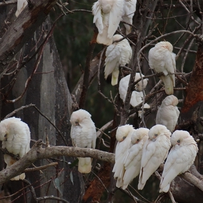Cacatua sanguinea (Little Corella) at Hillston, NSW - 9 Jul 2025 by MB