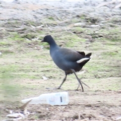 Gallinula tenebrosa at Darlington Point, NSW - 9 Jul 2025 by MB